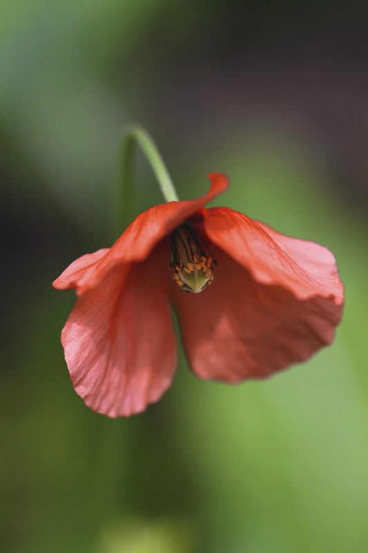 Coquelicot 2.jpg