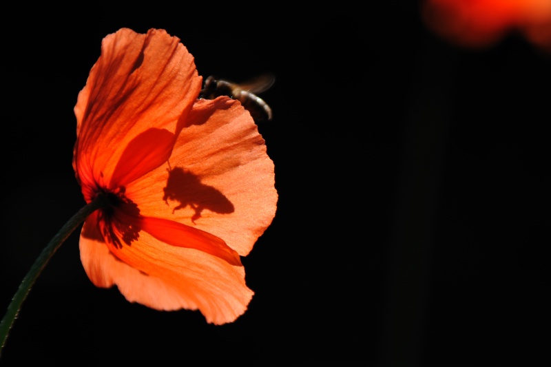 coquelicot04.jpg