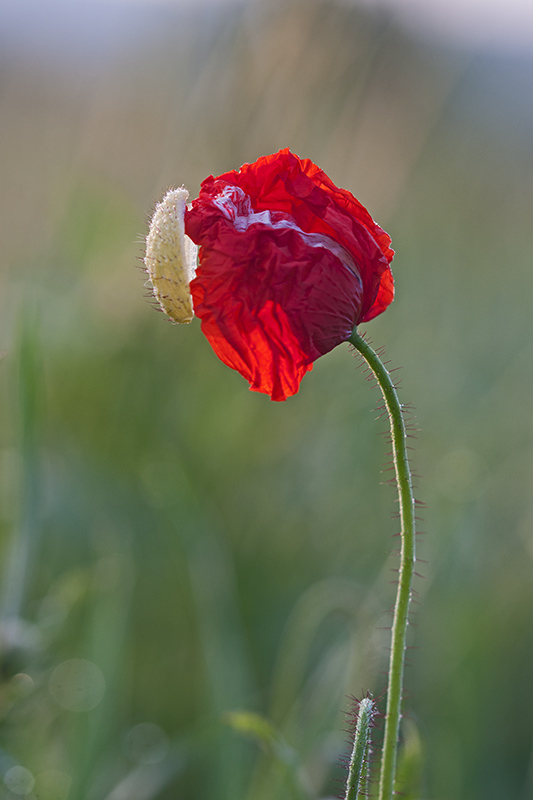 coquelicot-4.jpg