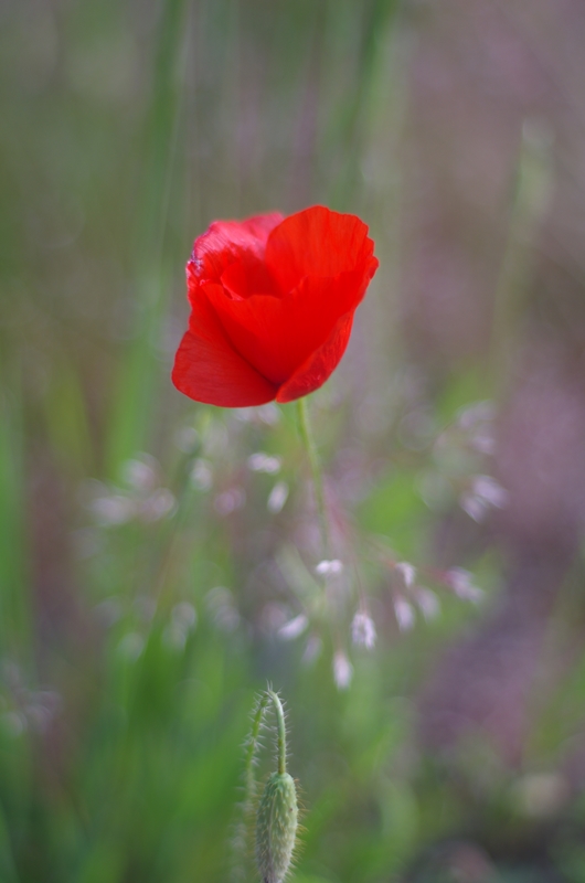 IMGP6446.JPG