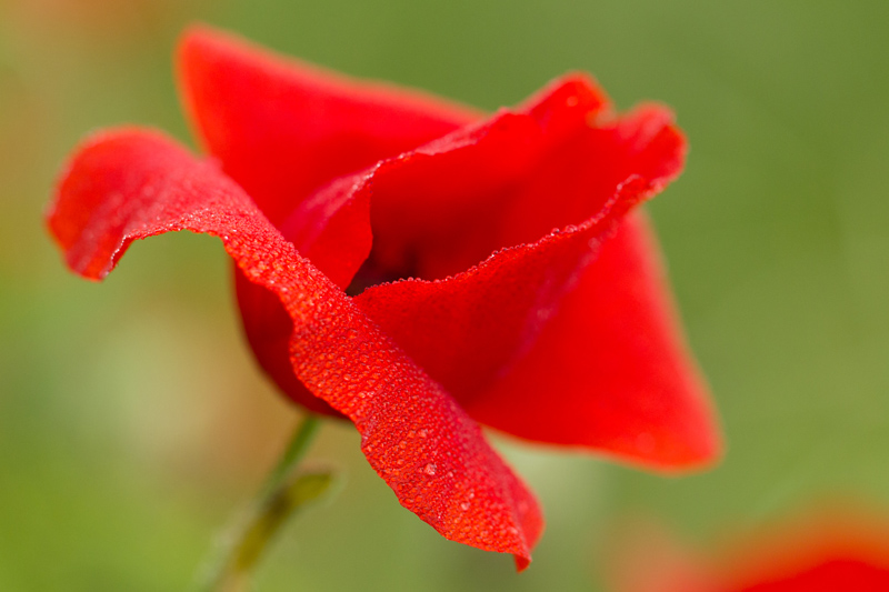 coquelicot-1.jpg