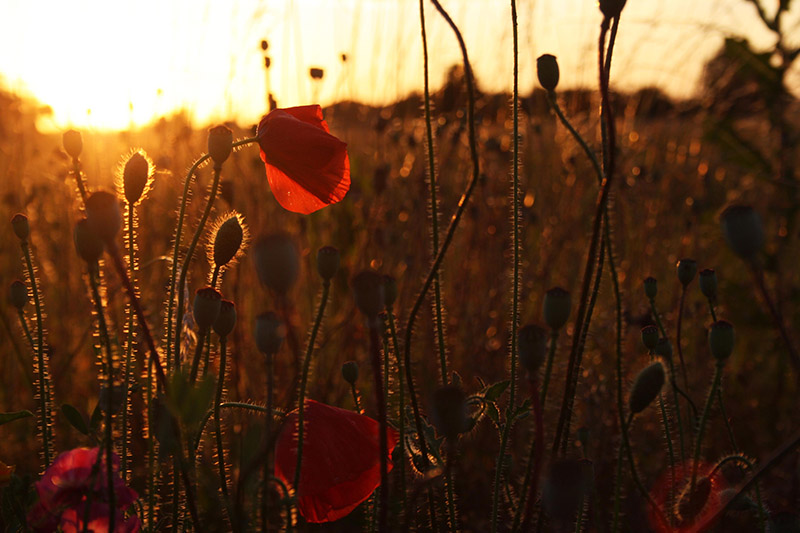 coquelicot 800.jpg