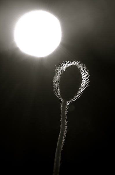 Coquelicot 003.jpg
