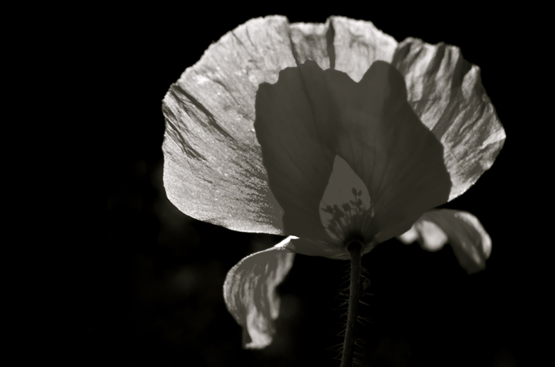Coquelicot 000.jpg