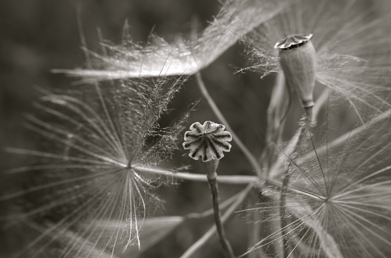 Coquelicot 001.jpg