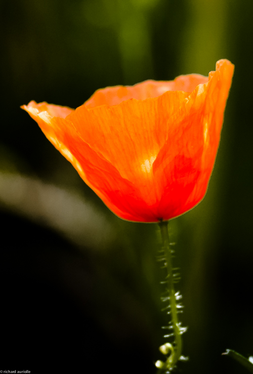 "photoflore".jpg