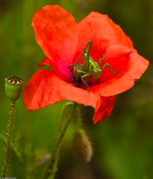 la fleur et le criquet.jpg