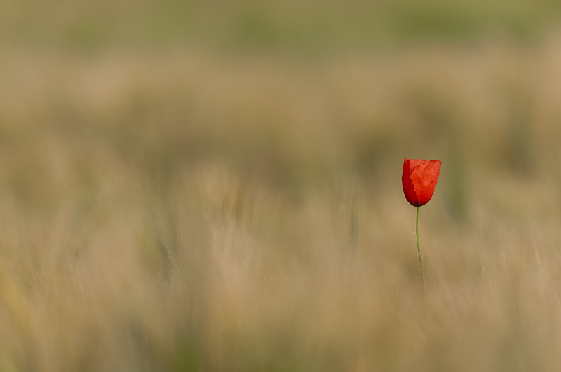 20062012-_DSC6616.jpg