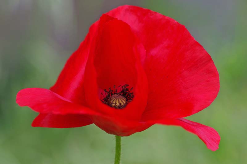 Coquelicot 1.jpg