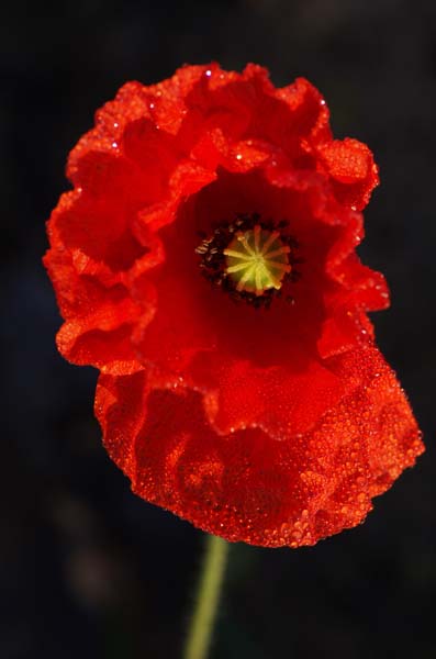 Coquelicot 2.jpg