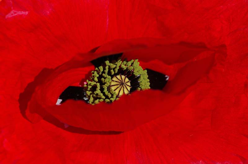 Coquelicot 4.jpg