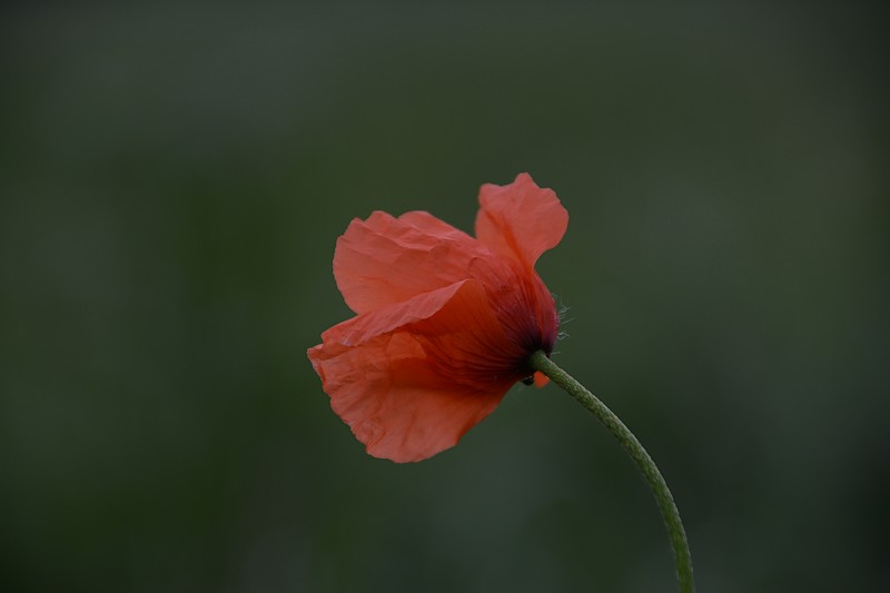DSC_0055.JPG