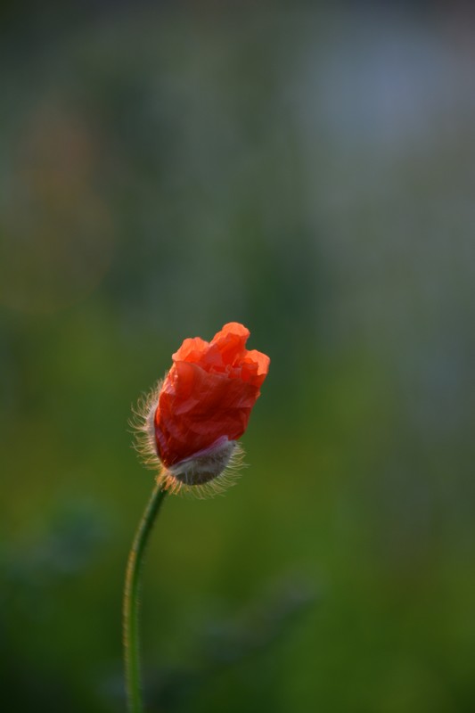 DSC_0252.JPG