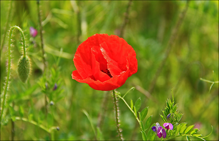Coquelicot 02.jpg