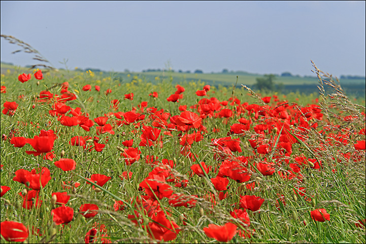 Coquelicot 03.jpg