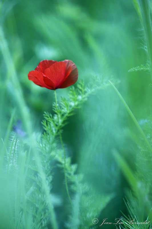 Coquelicot solitaire.JPG