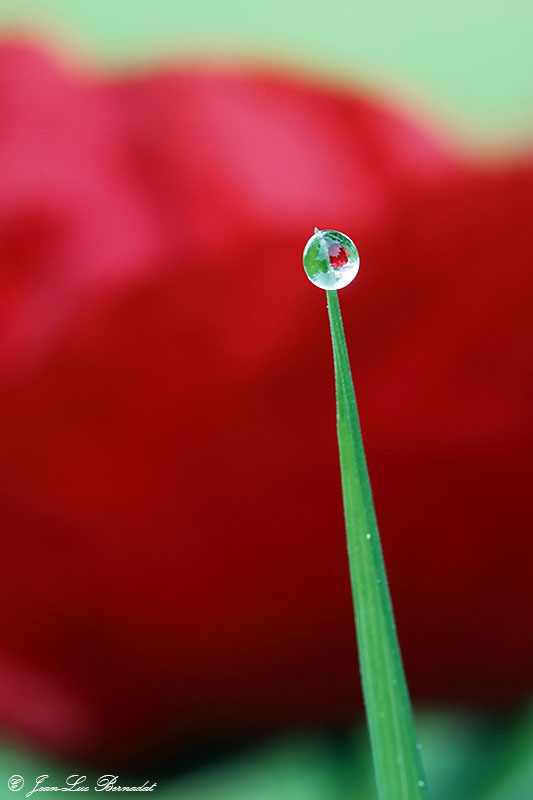 Goute de Coquelicot.JPG
