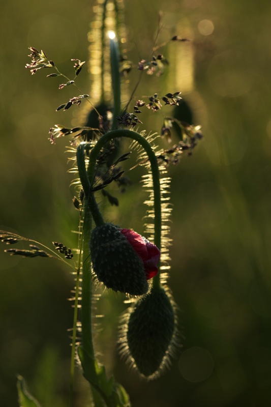 Coquelicot 1.jpg