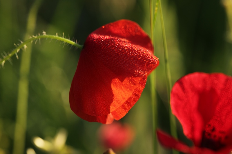 Coquelicot 3.jpg