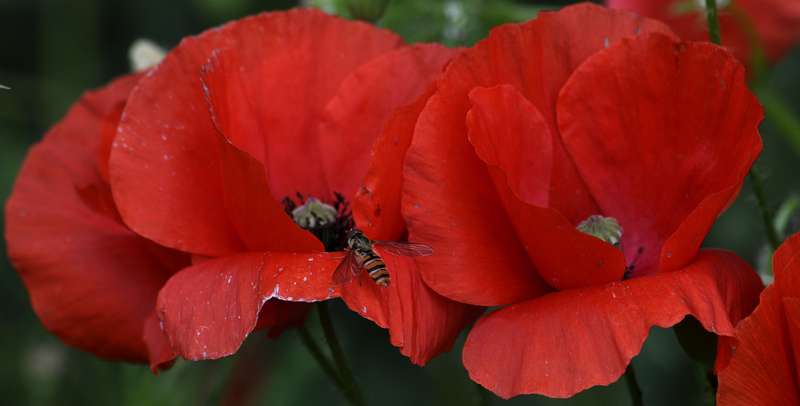 _DSC0337 copie.jpg