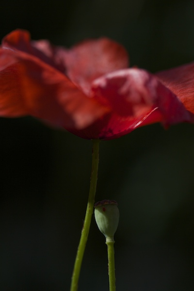_MG_6211 .jpg