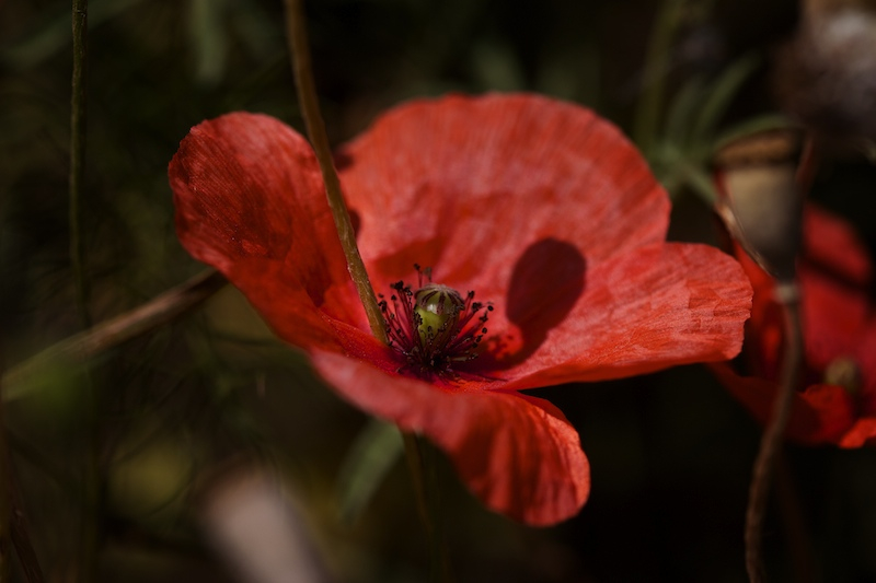 _MG_6219.jpg