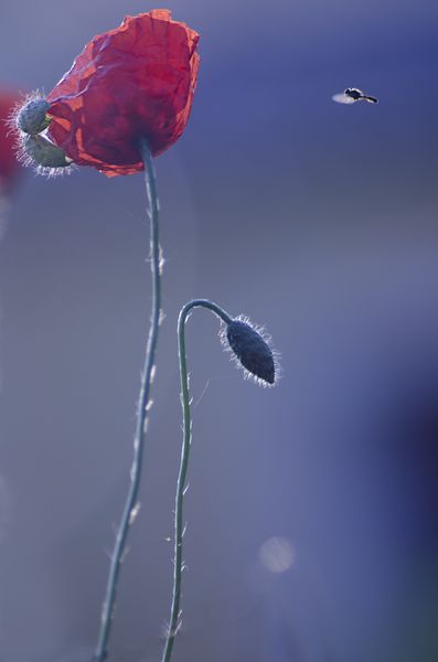 Coquelicot et ovni.jpg