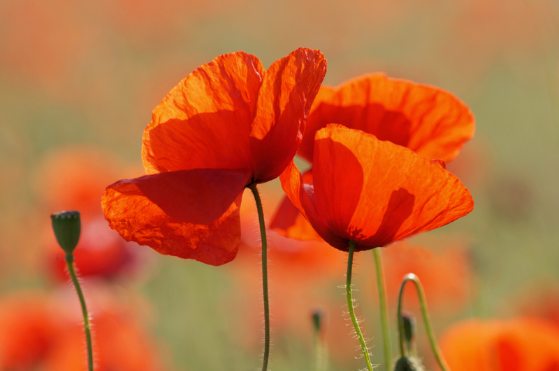 2coquelicots.jpg