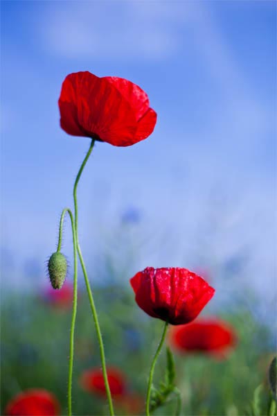 coquelicot1.jpg