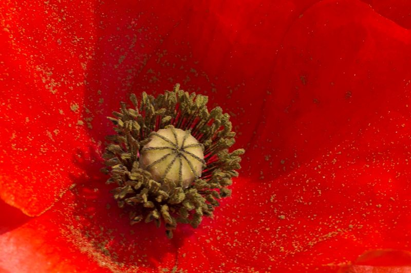 coquelicot-3.jpg