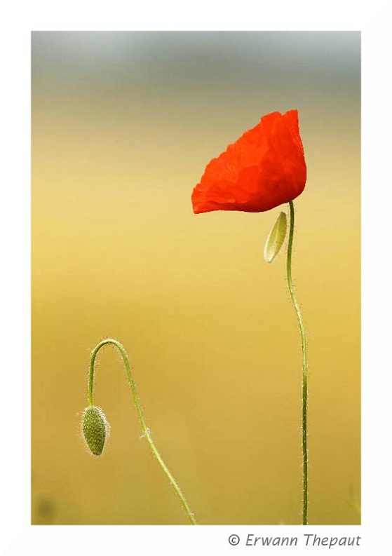 Coquelicot_2.jpg