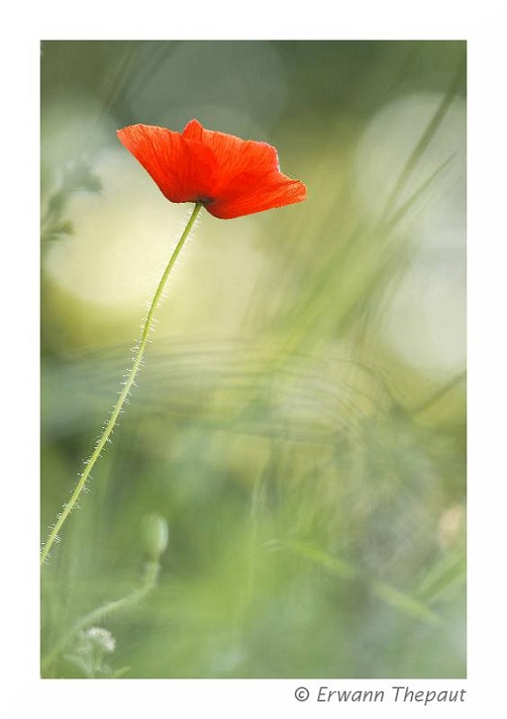 Coquelicot_3.jpg