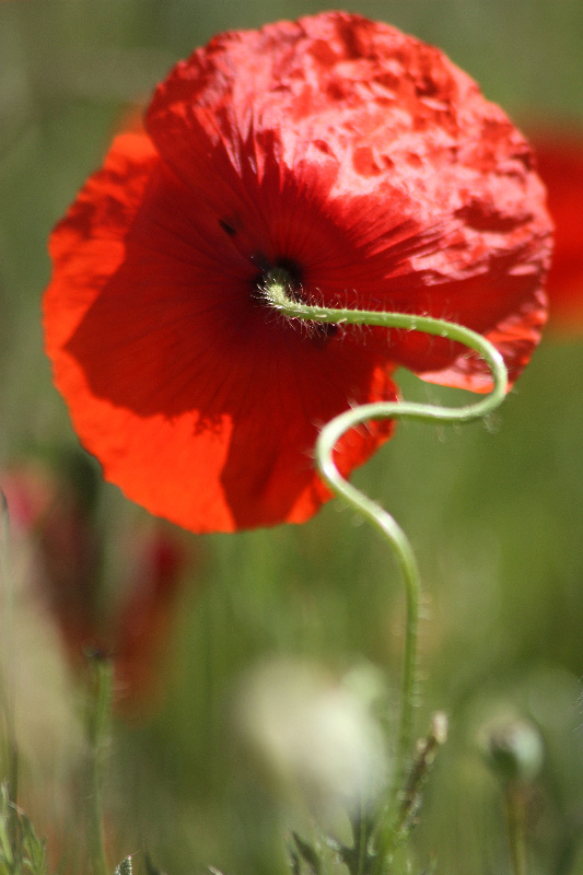 Coquelicot 1.jpg