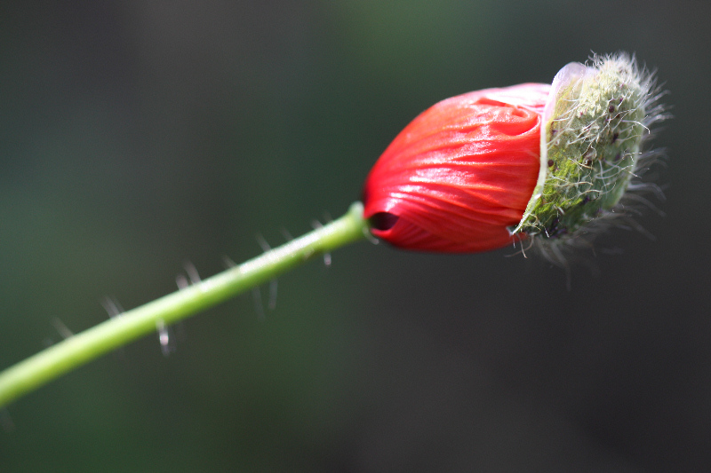 Coquelicot 3.jpg