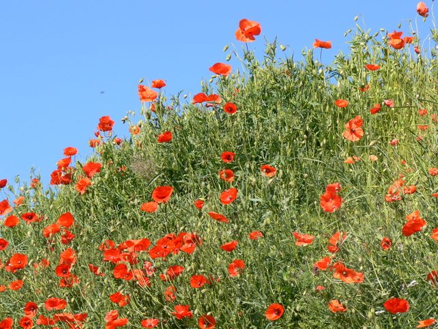 01-coquelicots.JPG