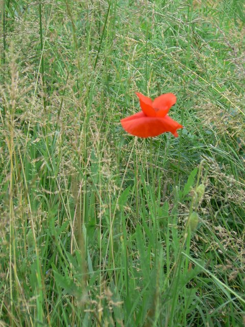 19-coquelicot.JPG
