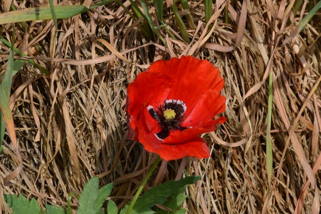 DSC_0501.JPG