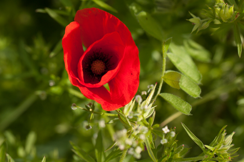 coquelicot1.jpg