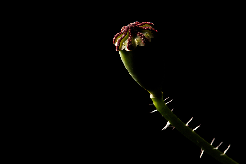Coquelicot 3.jpg