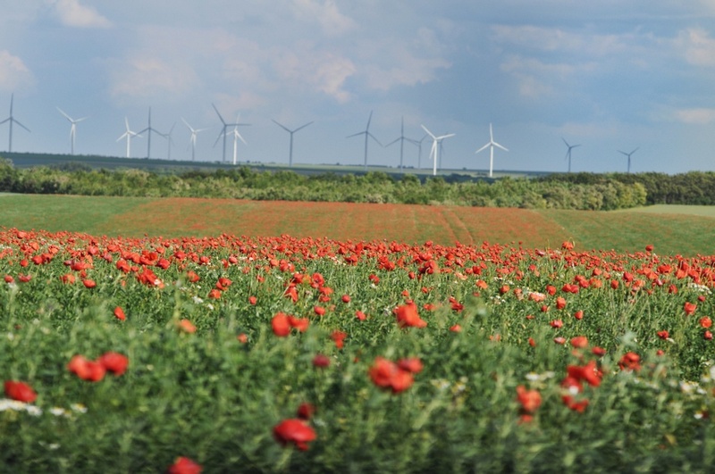 coquelicots et éoliennes - Copie.jpg