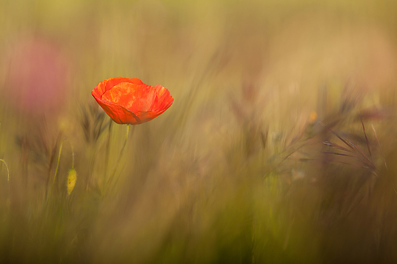 Coquelicot_1.jpg