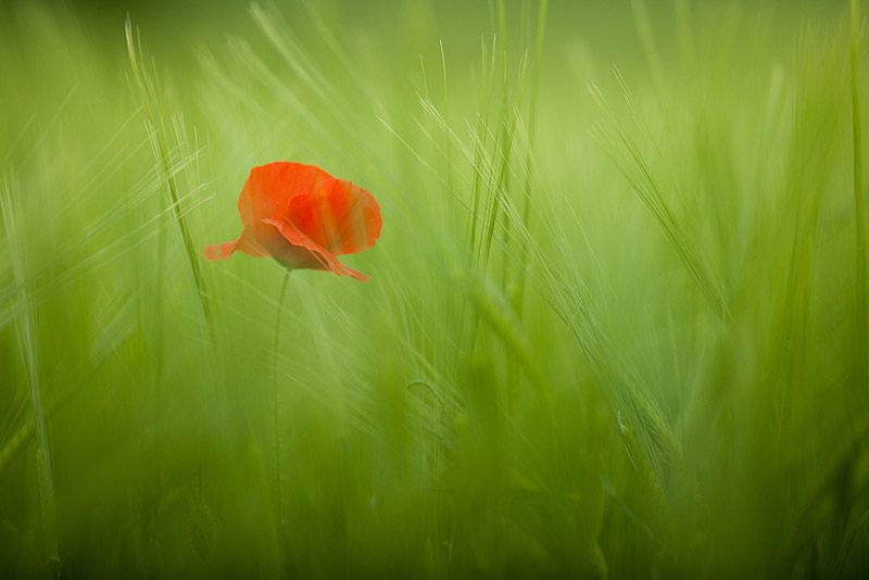 Coquelicot_blé.jpg
