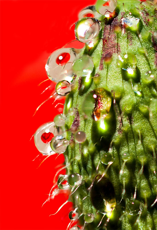 Coquelicot_macro.jpg