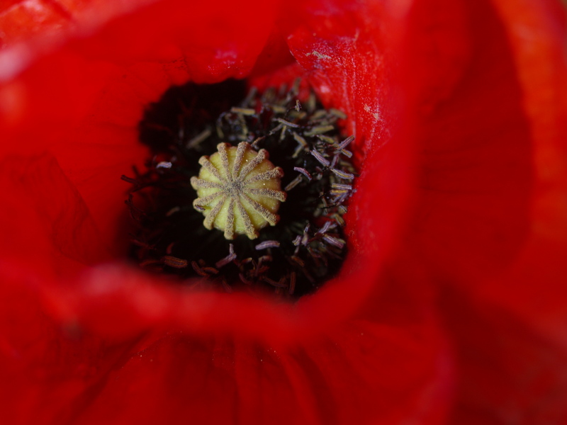 P6128701b.jpg