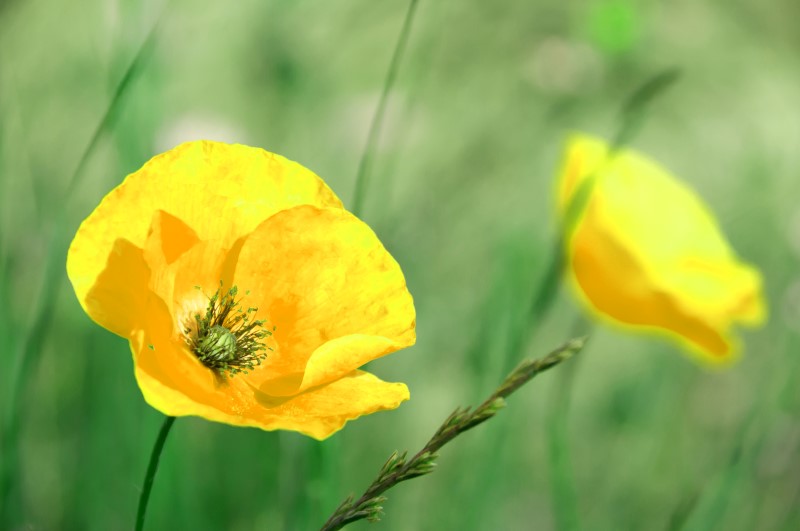 FaR 2 coquelicot in.jpg