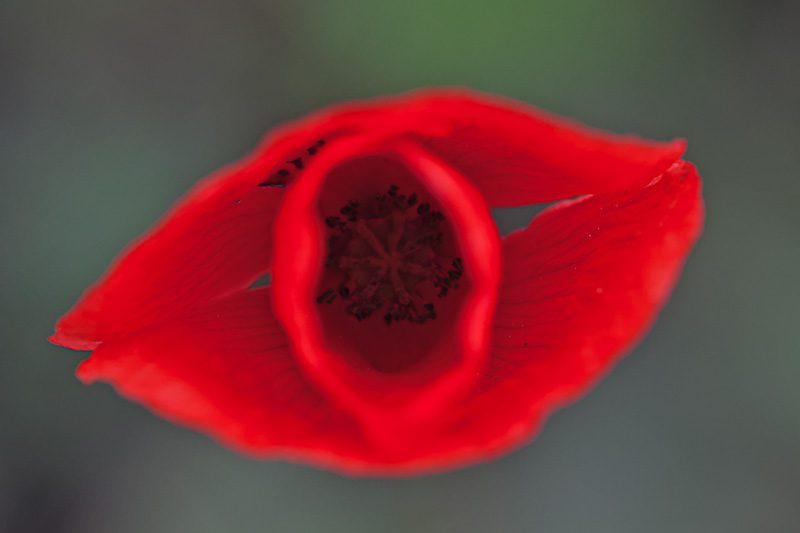 IMG_2094coquelicots.jpg