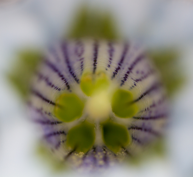 Trumpet gentian-1.jpg