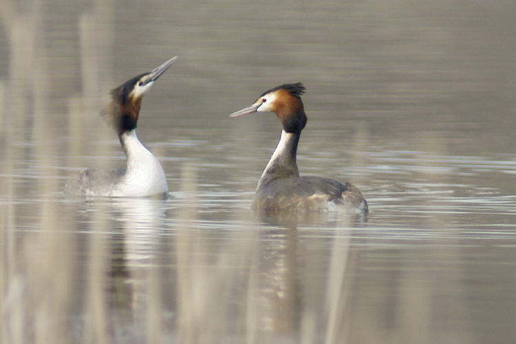 1 - GrÃ¨be huppÃ© - Miribel - 0154.jpg