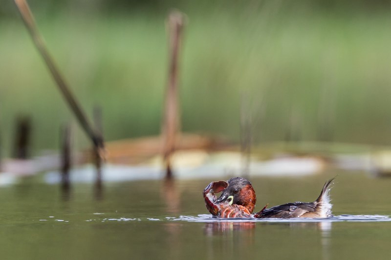 08082013-IMG_4544 (Copier).JPG