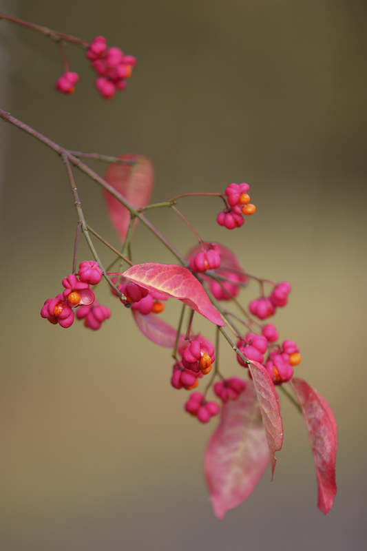 Fusain - DVD05 - IMG_8888.JPG